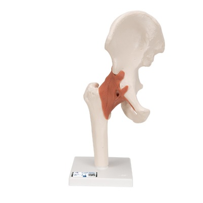 3B Scientific Colonna Vertebrale Flessibile Modello Lusso A58/5 + App 3B Smart Anatomy: Ideale Per Studio E Dimostrazioni
